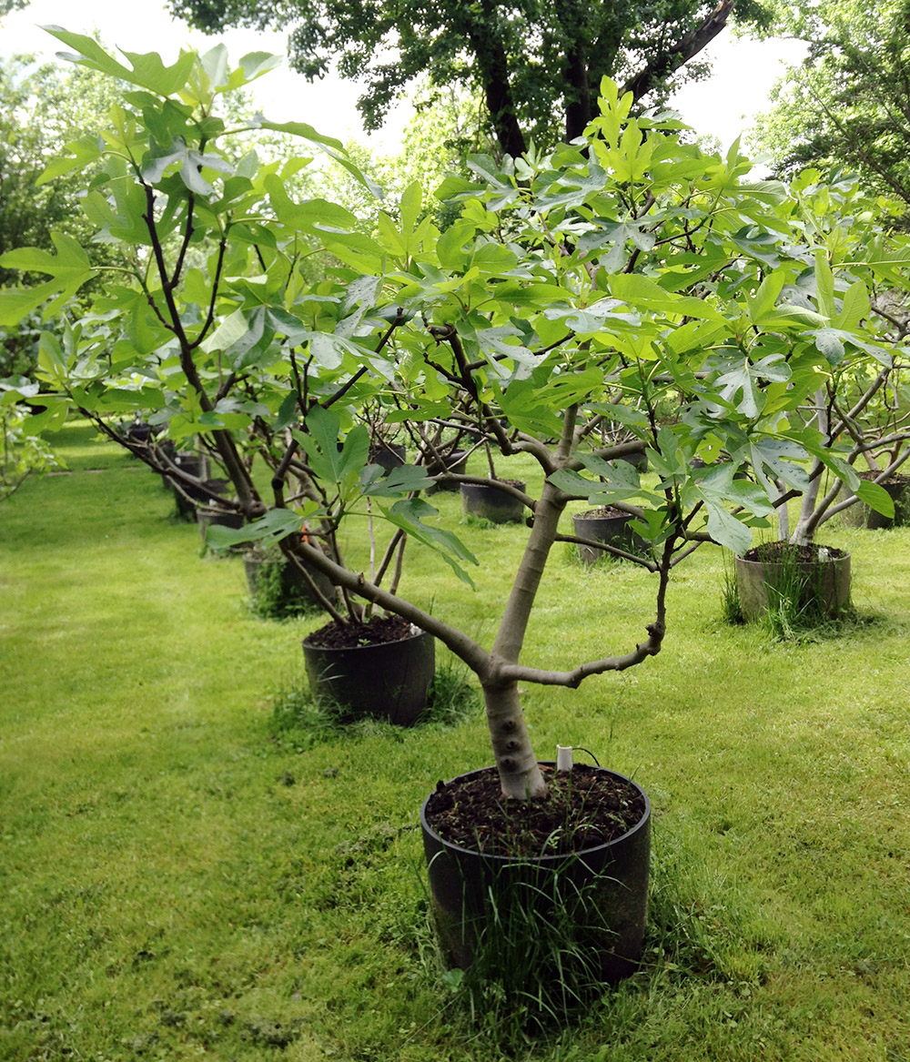 Fig Care Instructions Potted Fig Trees Potted Fig